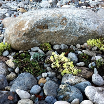 Rock cluster planting