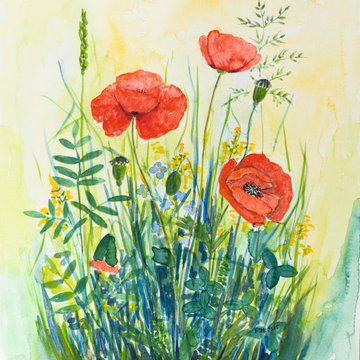 Klatschmohn (Liebe)