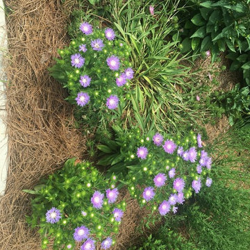 Perennial Garden