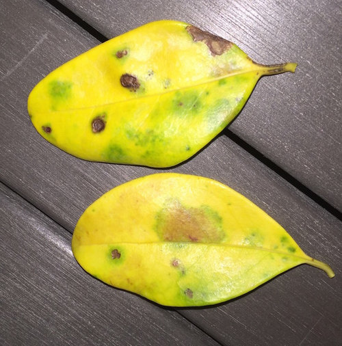 What Is Killing My Ligustrum Leaves