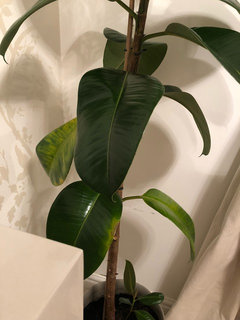 Advice on my Rubber Plant Houzz UK