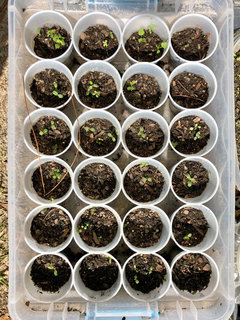 Grow Rugosa cultivar from seeds in the hips | Houzz Forum