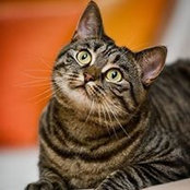 Mo Nika's photo