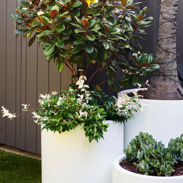 Paddington plunge pool