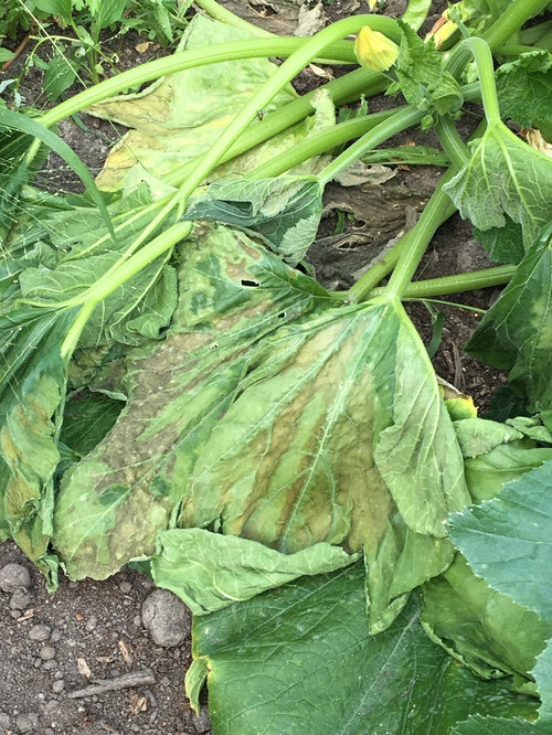 HELP! Zucchini plant is dying and no idea why?!