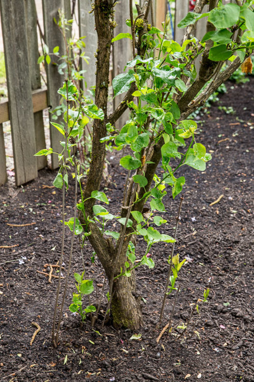 Should I cut down my lilac and let the suckers grow out?