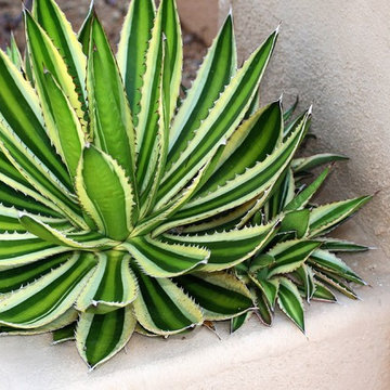 Frontyard Succulent Garden Design - San Diego