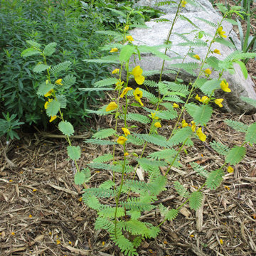 Chamaechrista fasciculata