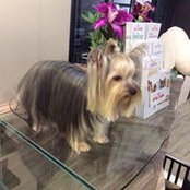 Foto von Cookies Kiescoo