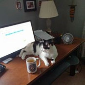 Kelly Capozzi's photo