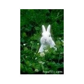 Bunny Jamess foto