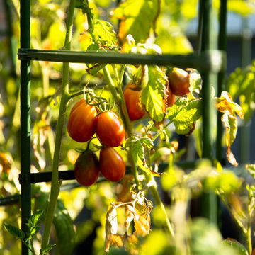 Edible Garden Design