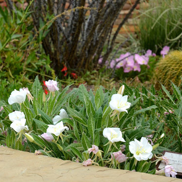 Southwestern Plants