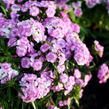 Plant Materials