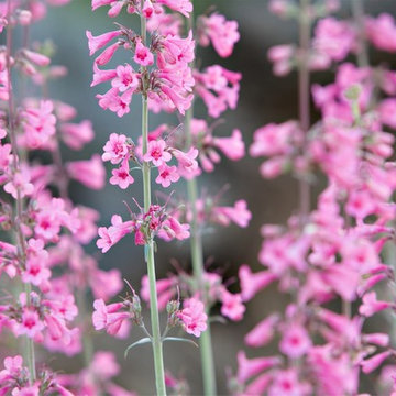 Colorful Desert - Phoenix Home&Garden