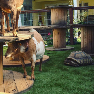 San Diego Residential Yard for Goats