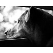 Tim Luukkonen's photo