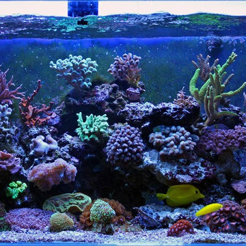 New Bedford, Fall River, MA – Fish Tank Repair & Saltwater Aquarium Upgrade Serv