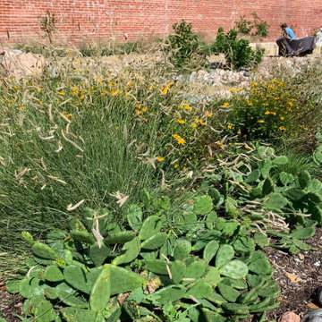 Native Plant Landscaping, Hardscaping, and Bioswales