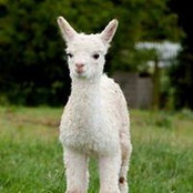 David Jenkins's photo