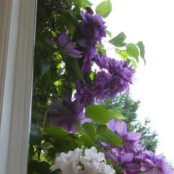 Clematis planted to view from the breakfast room