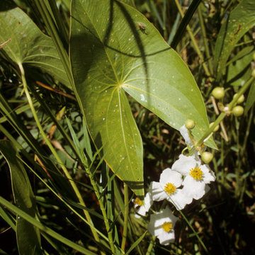 Wetland Projects