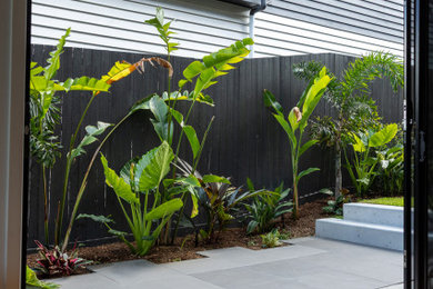Photo of a small tropical garden in Brisbane.