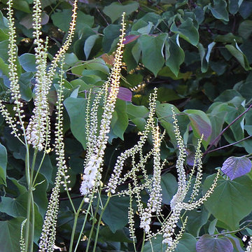 Wonderful Plants
