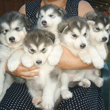 cute malamute