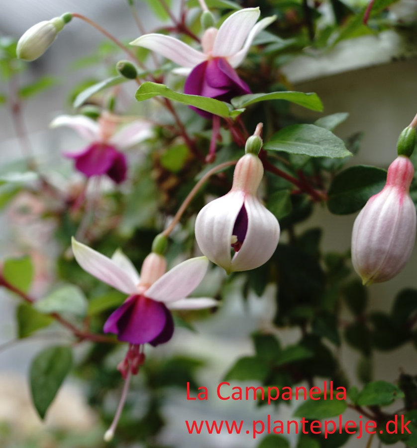 Fuchsia liste 2020 (her ses fotos af en mindre del af de fuchsia vi producere)