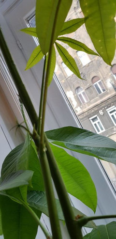 money tree (pachira) plant oozing? | Houzz Forum