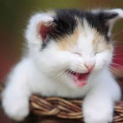 Kristen Lorenz's photo