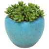 Succulents In Turquoise Pot (Pack 2)