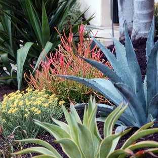 Inspiration for a mid-sized contemporary front yard full sun xeriscape in Orange County with mulch.
