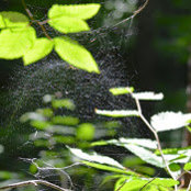 Photo de Nargisa O