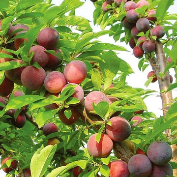 Orchard Pruning | Fruit Tree Expertise
