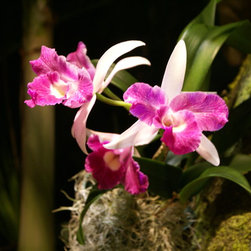 orchids - Products