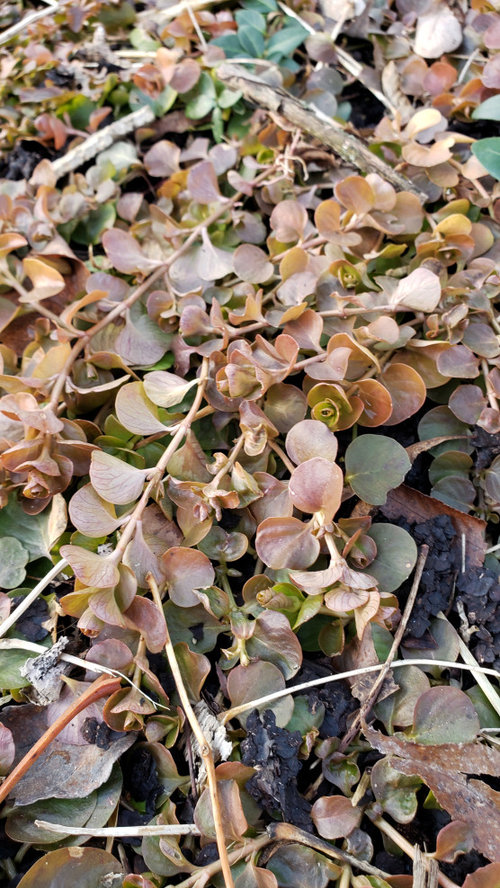 Does brown Creeping Jenny mean death?