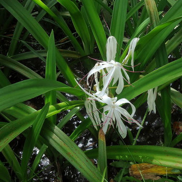 Crinum americanum L.