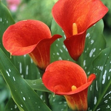 Zantedeschia (Calla Lilies)