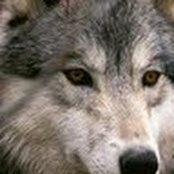 Glen Vaughan's photo