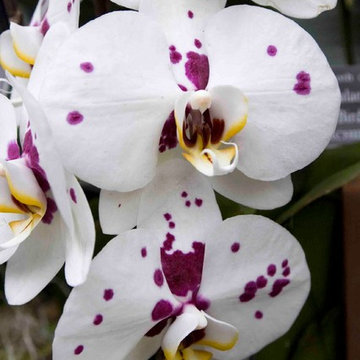 Moth Orchid