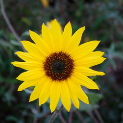 Stunning Garden Photo Prints - Artwork