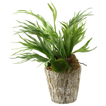 Mini Staghorn Fern in Weathered Oak Textured Cement Planter