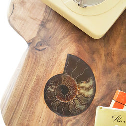 ammonite fossil & slab walnut coffee table - Coffee Tables
