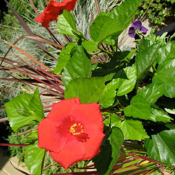 Container Gardening