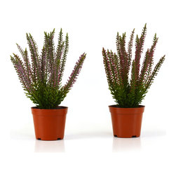 Shea's Wildflower - Erica Bushes In Pots, Set Of 2 - Wreaths And Garlands