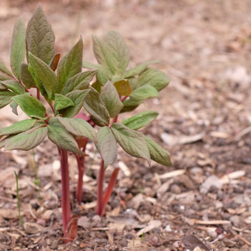 Observations | Woodland Peony