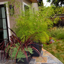 Brown Family New Yard