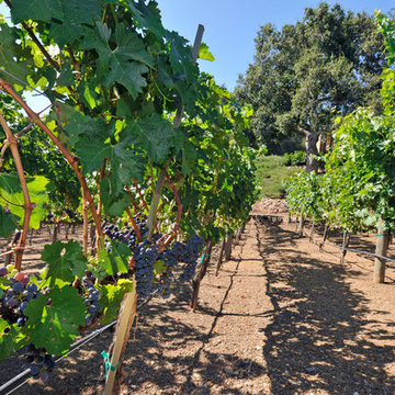 Residential private vineyards designed, constructed, installed and managed